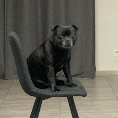 Magnifiques chiots staffordshire bull terrier #7