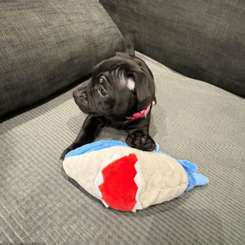 Magnifiques chiots staffordshire bull terrier #8