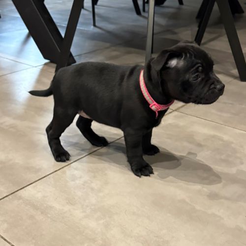 Magnifiques chiots staffordshire bull terrier #9