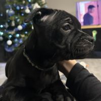 Magnifiques chiots staffordshire bull terrier #0