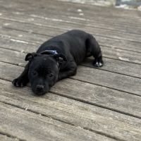 Staffordshire bull terrier robe noir #1