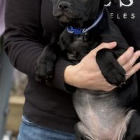 Staffordshire bull terrier robe noir #2