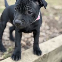 Staffordshire bull terrier robe noir #5