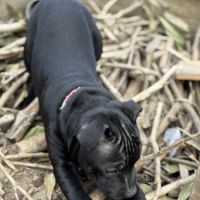 Staffordshire bull terrier robe noir #6