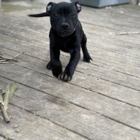 Staffordshire bull terrier robe noir #7
