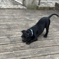 Staffordshire bull terrier robe noir #8