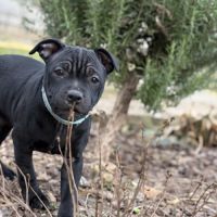 Staffordshire bull terrier robe noir #0