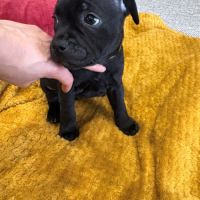 Magnifiques chiots staffordshire bull terrier #2