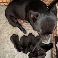 Magnifiques chiots staffordshire bull terrier #4