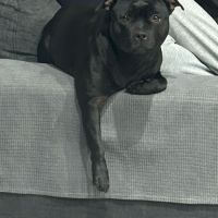 Magnifiques chiots staffordshire bull terrier #5