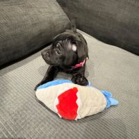 Magnifiques chiots staffordshire bull terrier #8