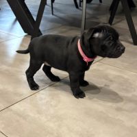 Magnifiques chiots staffordshire bull terrier #9