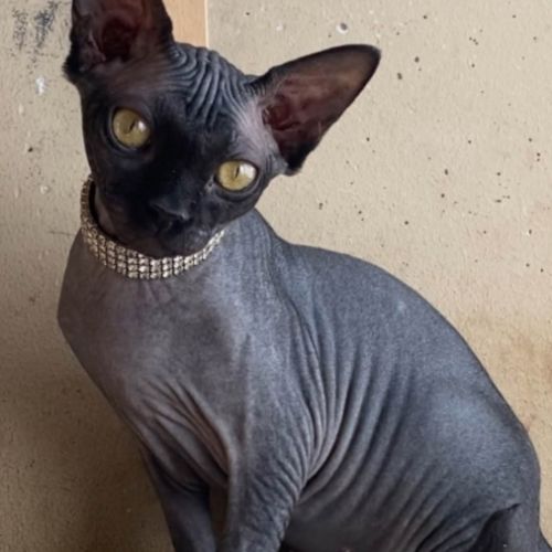 Jolie femelle sphynx noire #0