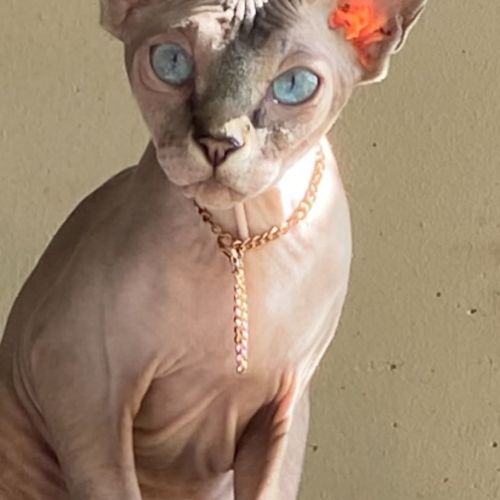 Jolies femelles sphinx à céder. #1