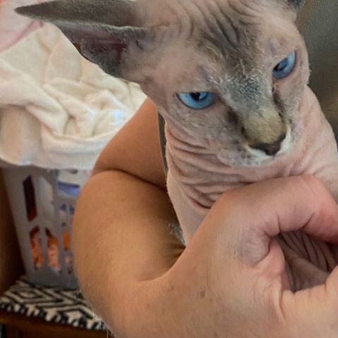 Jolies femelles sphinx à céder. #2