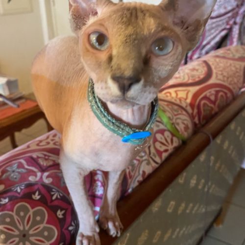 Jolies femelles sphinx à céder. #3