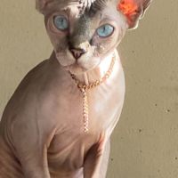 Jolies femelles sphinx à céder. #1