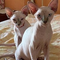 Jolies femelles sphinx à céder.