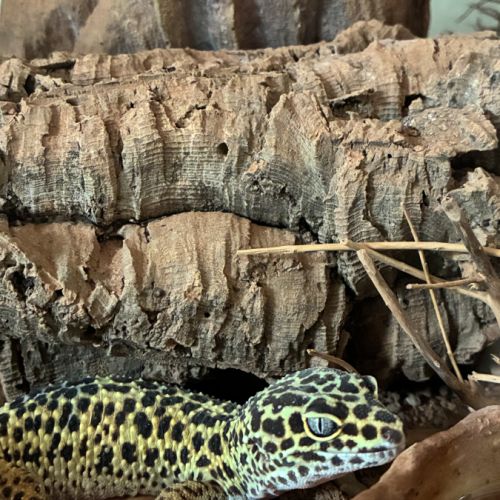 Donne mâle gecko léopard