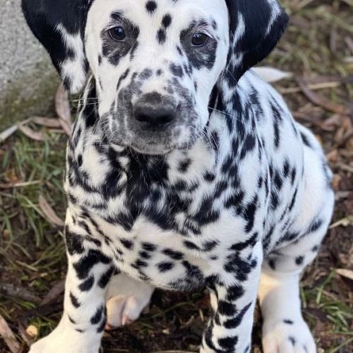 Chiots dalmatien lof #1