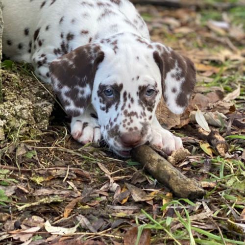 Chiots dalmatien lof #2