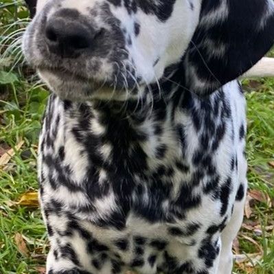 Chiots dalmatien lof #0