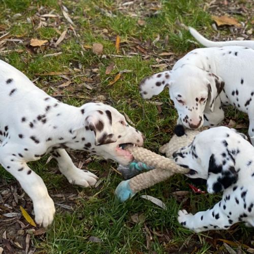 Chiots dalmatien lof #4