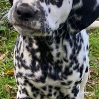 Chiots dalmatien lof