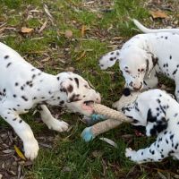 Chiots dalmatien lof #4
