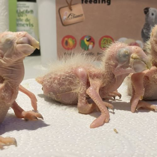 Eam ararauna 5 mois #1