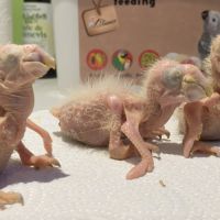 Eam ararauna 5 mois #1