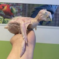 Eam ararauna 5 mois #2