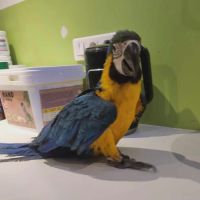 Eam ararauna 5 mois #3