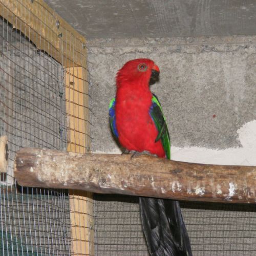 Perruches royales à ailes vertes ( couple ) #2