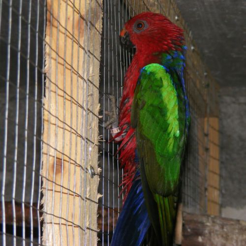 Perruches royales à ailes vertes ( couple ) #3