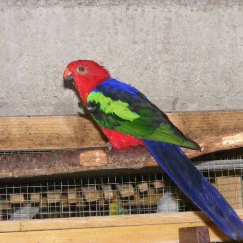 Perruches royales à ailes vertes ( couple ) #4