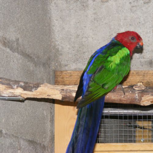 Perruches royales à ailes vertes ( couple ) #5