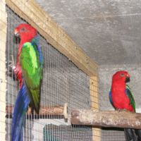 Perruches royales à ailes vertes ( couple )