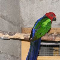 Perruches royales à ailes vertes ( couple ) #5