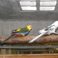 Couple reproducteur de pennants panachés