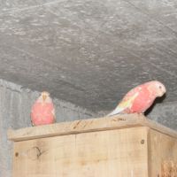 Couple de perruches de bourkes rubino