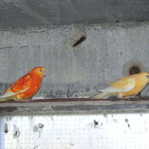 Couple de perruches croupions orange rubino #0