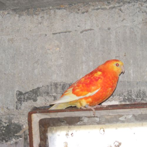 Couple de perruches croupions orange rubino #2