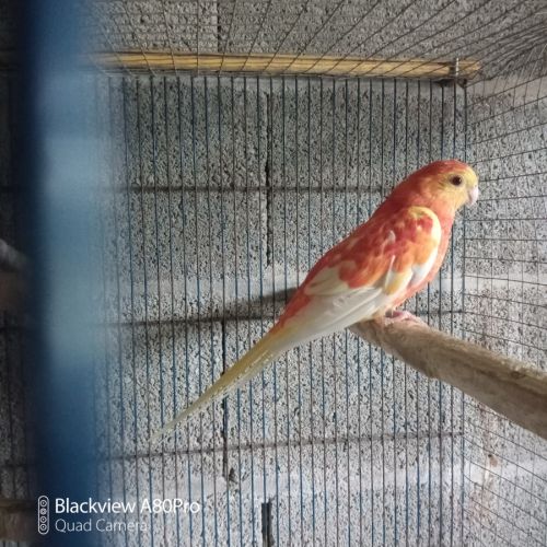 Couple de perruches croupions orange rubino #4