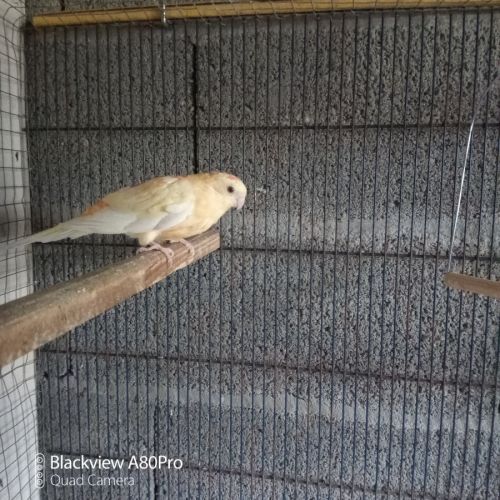 Couple de perruches croupions orange rubino #5