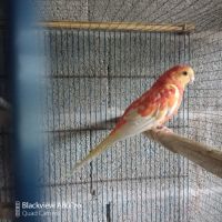 Couple de perruches croupions orange rubino #4