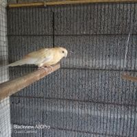 Couple de perruches croupions orange rubino #5