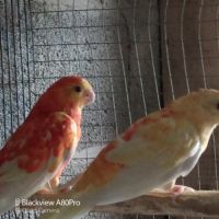 Couple de perruches croupions orange rubino #6