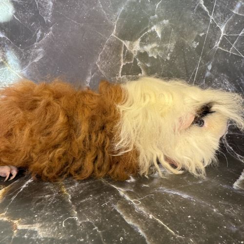 Cochon d’inde de race #1