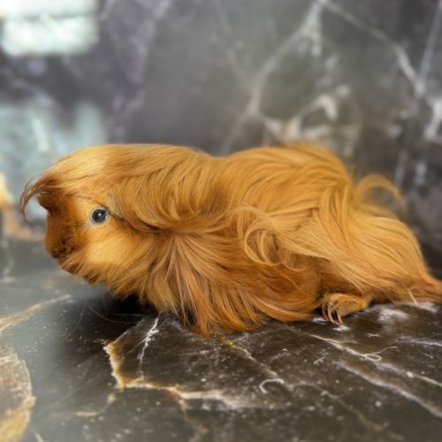 Cochon d’inde de race #3